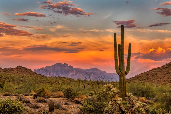desert with plants near cougar